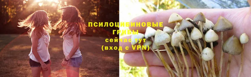 Псилоцибиновые грибы Psilocybine cubensis  Полтавская 